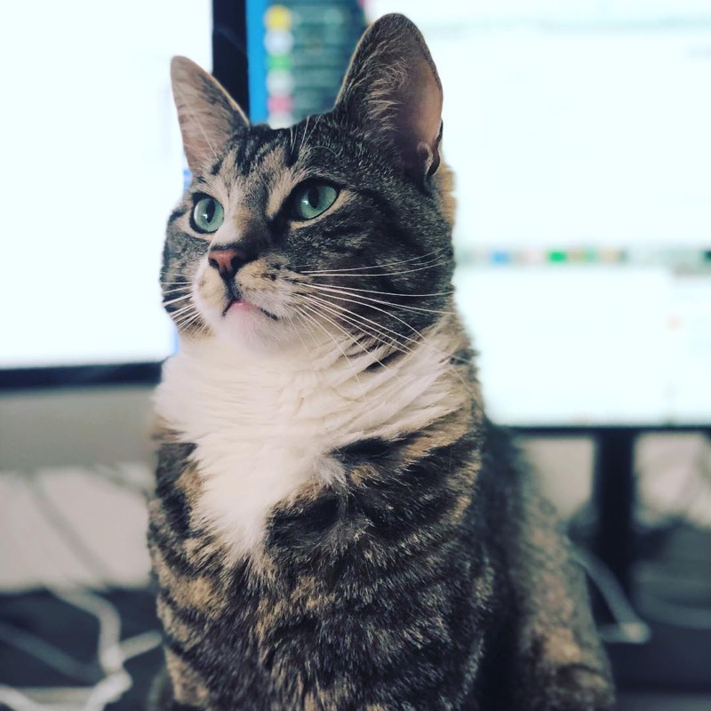 Gary de kat